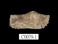 藏品(鷹翼魁蛤)的圖片